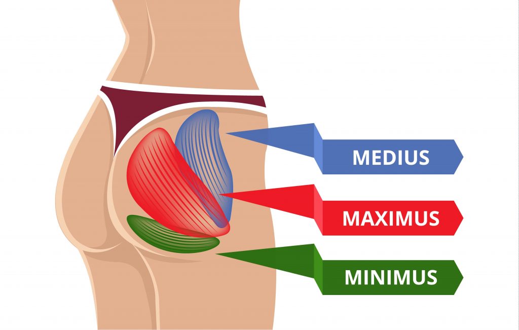 gluteal-muscles-me-and-my-waist