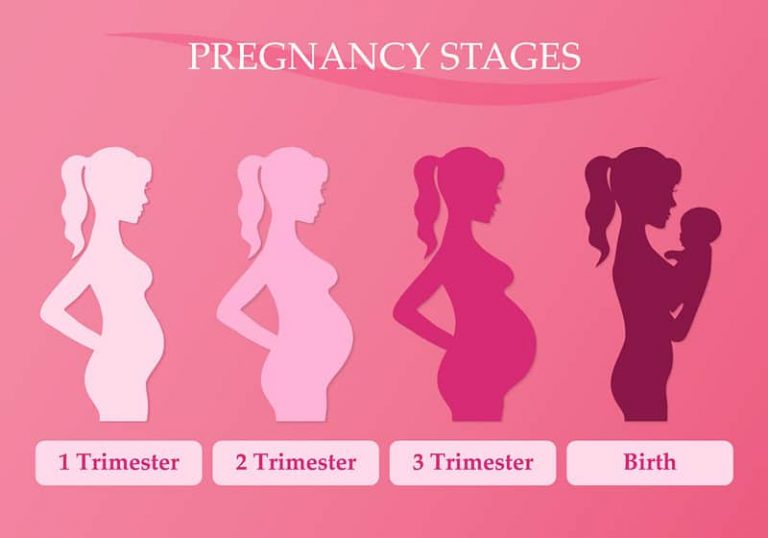 Pregnancy stages - Me and My Waist